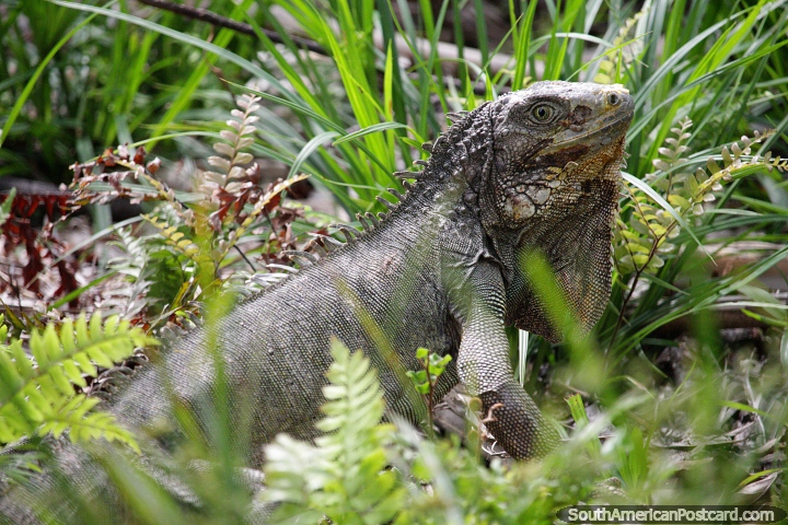 Las iguanas pueden vivir hasta 20 años, hay muchas junto al río Magdalena en Barrancabermeja. (720x480px). Colombia, Sudamerica.
