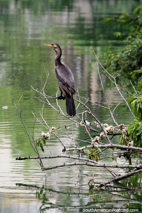 Pássaro do rio Brown empoleirado em galhos finos no rio Magdalena em Barrancabermeja. (480x720px). Colômbia, América do Sul.
