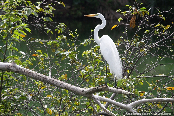 Explore as margens do rio em Barrancabermeja para ver animais selvagens e pássaros como esta cegonha-branca. (720x480px). Colômbia, América do Sul.