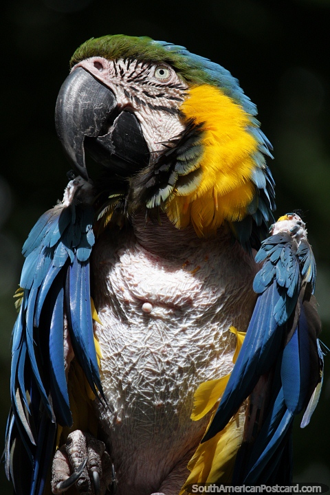 Macaw, blue, green and yellow at El Gallineral Natural Park in San Gil. (480x720px). Colombia, South America.
