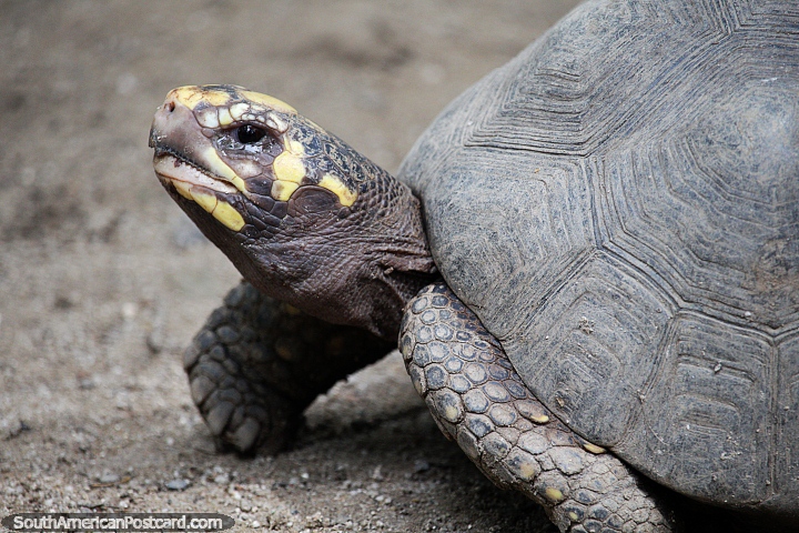 Turtle, one of several living at El Gallineral Natural Park in San Gil. (720x480px). Colombia, South America.