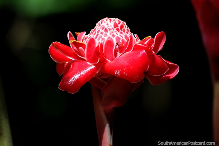 Pétalas se formando dentro da coroa com pétalas abertas na parte externa, exótica flor vermelha em San Gil. (720x480px). Colômbia, América do Sul.