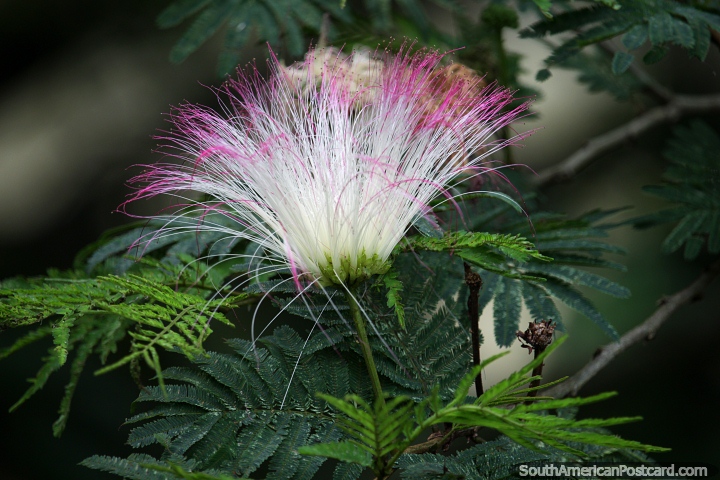 Pink and white fluffy soft spikes of a flower in the forest in San Gil. (720x480px). Colombia, South America.