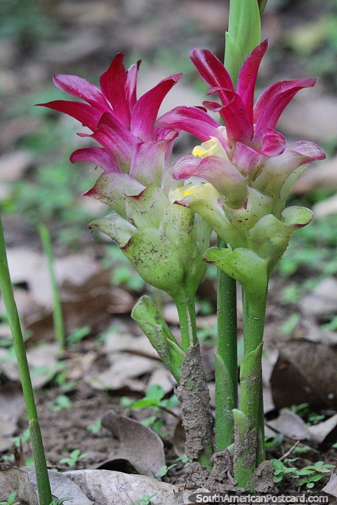 2 pequeas flores carmes nacen en el bosque de San Gil. (480x720px). Colombia, Sudamerica.