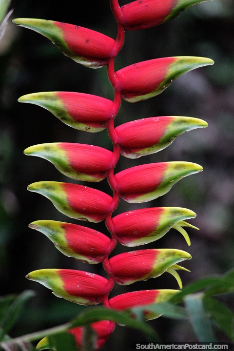 Comumente vista na Colômbia, esta planta exótica vermelha e verde na floresta em San Gil. (480x720px). Colômbia, América do Sul.