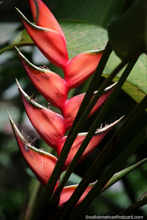 Hermosa y espectacular, esta exótica planta de naranja que crece en el bosque de San Gil. (480x720px). Colombia, Sudamerica.