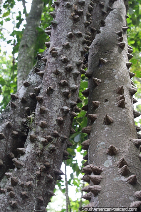 Árvore com pontas afiadas, não é um bom lar para animais, proteção natural na floresta em San Gil. (480x720px). Colômbia, América do Sul.