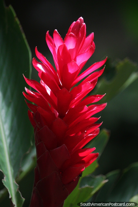 Quase brilhando transparente, esta flor vermelha à luz do sol em San Gil. (480x720px). Colômbia, América do Sul.