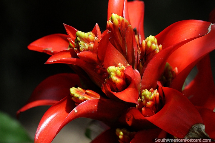 San Gil has exotic nature to see like this red flower with yellow buds on the interior. (720x480px). Colombia, South America.