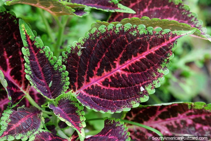 Burgundy and green, exotic leaves in beautiful nature areas in San Gil. (720x480px). Colombia, South America.