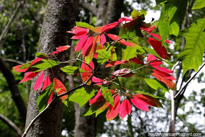 As folhas vermelhas e verdes formam um círculo e brilham à luz do sol em San Gil. (720x480px). Colômbia, América do Sul.