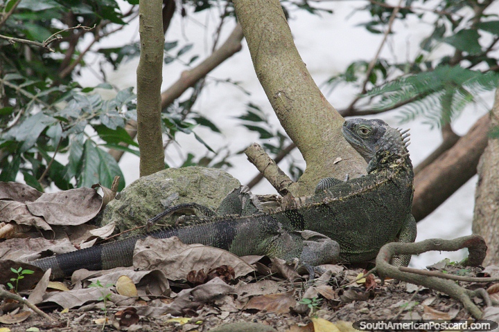 Iguana incrustada en hojas muertas junto a árboles a la orilla del río en San Gil. (720x480px). Colombia, Sudamerica.