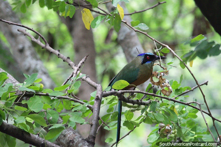 Pássaro com vários tons de penas azuis e verdes perto do rio em San Gil. (720x480px). Colômbia, América do Sul.