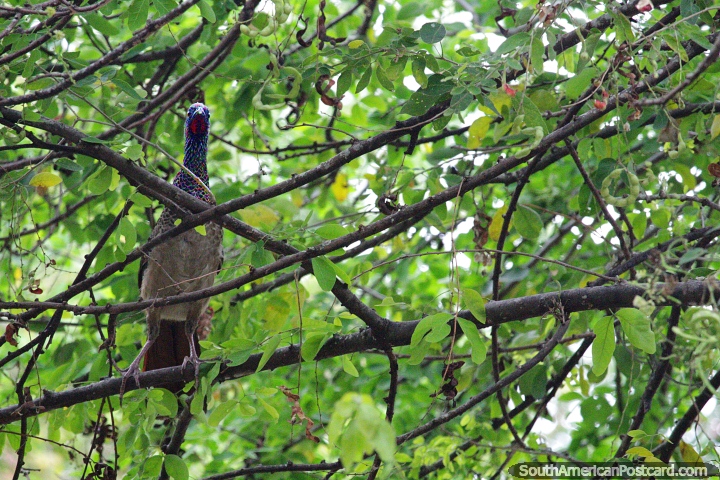 Strange exotic bird shows his face but only briefly, he was gone quickly, San Gil. (720x480px). Colombia, South America.