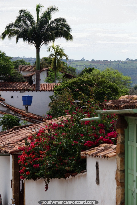 Uma enorme palmeira domina a vista neste bairro tranquilo em Barichara. (480x720px). Colmbia, Amrica do Sul.