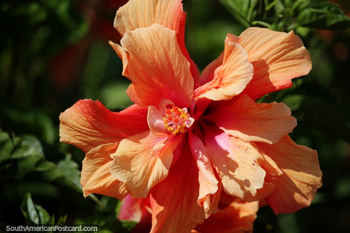 Bright orange flower in gardens outside the university in Velez. (720x480px). Colombia, South America.