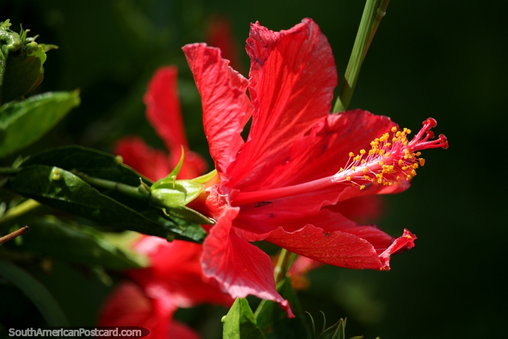 Red flower with yellow tips blooms in the sunlight in Velez. (720x480px). Colombia, South America.