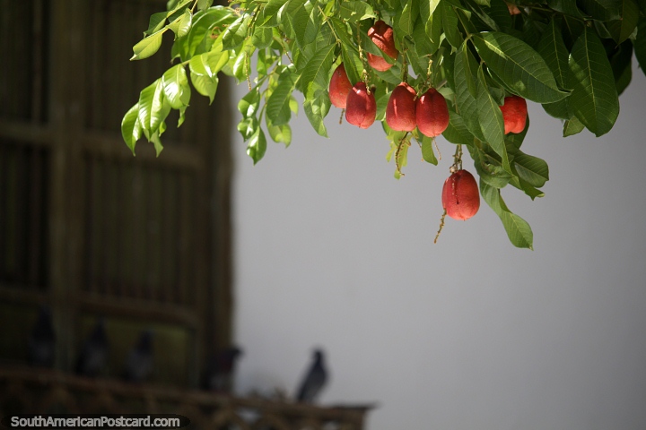 Frutas rojas cuelgan sobre la plaza con palomas en un balcón de madera en Santa Fe de Antioquia. (720x480px). Colombia, Sudamerica.