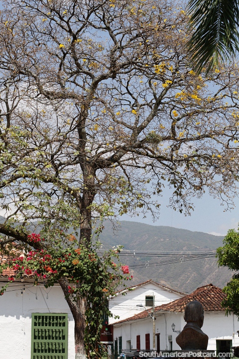 Plaza de Jesús Nazareno en Santa Fe de Antioquia con árboles y flores colgantes. (480x720px). Colombia, Sudamerica.
