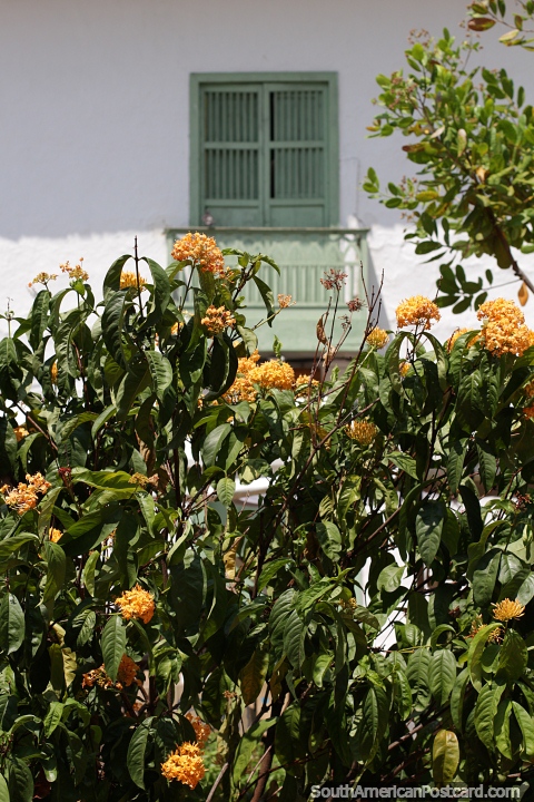 Beleza ambiente com flores e venezianas de madeira em Santa Fe de Antioquia. (480x720px). Colômbia, América do Sul.
