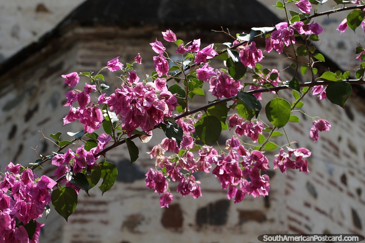 Stone buildings and colonial facades enhanced with the beauty of flowers and nature, Santa Fe de Antioquia. (720x480px). Colombia, South America.