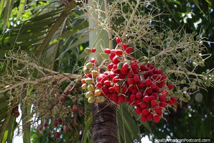 Palmera exótica con frutos rojos y verdes que crece en Santa Fe de Antioquia. (720x480px). Colombia, Sudamerica.