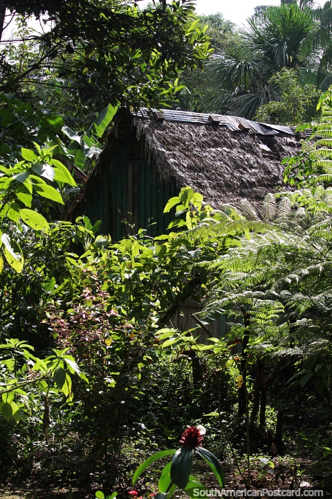 Jungle hut in the Amazon in Leticia. (480x720px). Colombia, South America.
