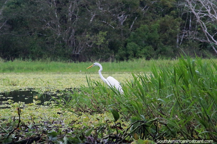 White stork looks for food at Yahuarkaka Lake in Leticia. (720x480px). Colombia, South America.