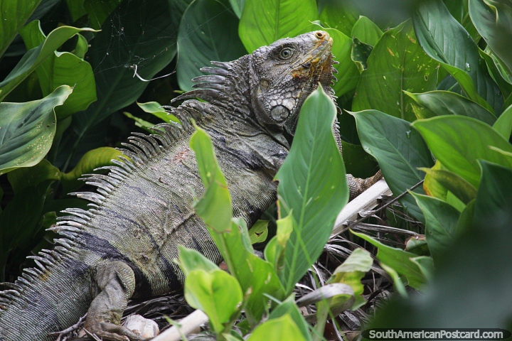 Grande iguana no lago Yahuarkaka em Leticia. (720x480px). Colômbia, América do Sul.