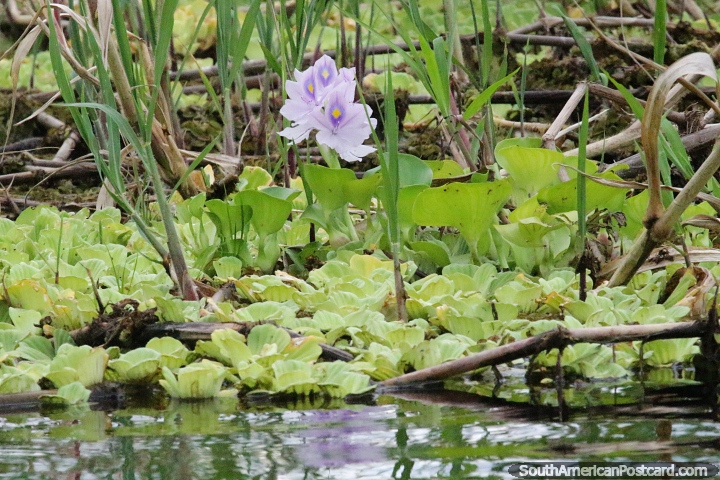 Purple flowers grow in the wetlands around Yahuarkaka Lake in Leticia. (720x480px). Colombia, South America.