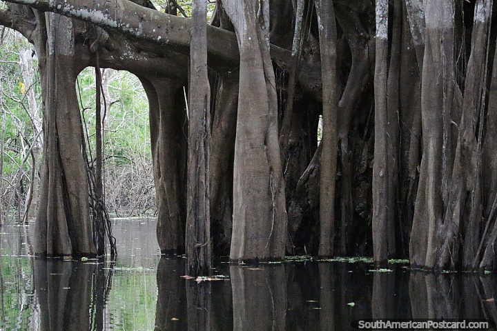 Muitos troncos de árvores que pertencem à mesma árvore crescem no lago Yahuarkaka em Leticia. (720x480px). Colômbia, América do Sul.