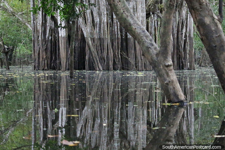 Troncos de árboles reflejados en las aguas del lago Yahuarkaka en Leticia. (720x480px). Colombia, Sudamerica.
