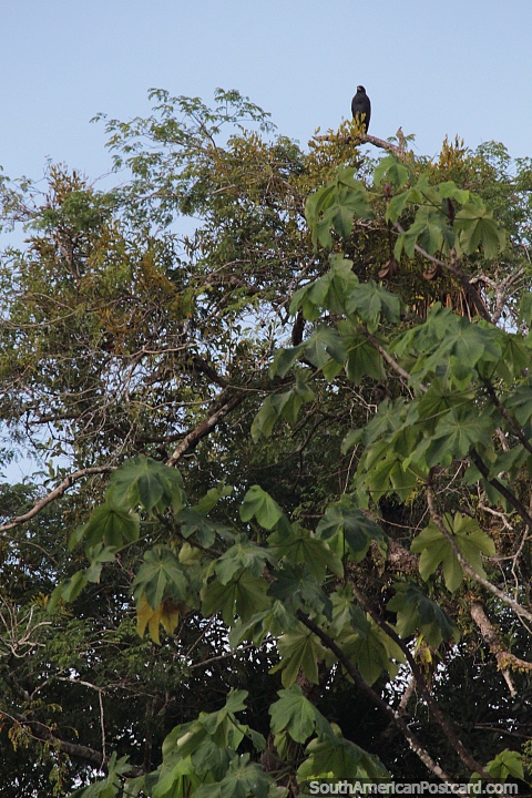 Falcão negro no alto de uma árvore no lago Yahuarkaka em Leticia. (480x720px). Colômbia, América do Sul.