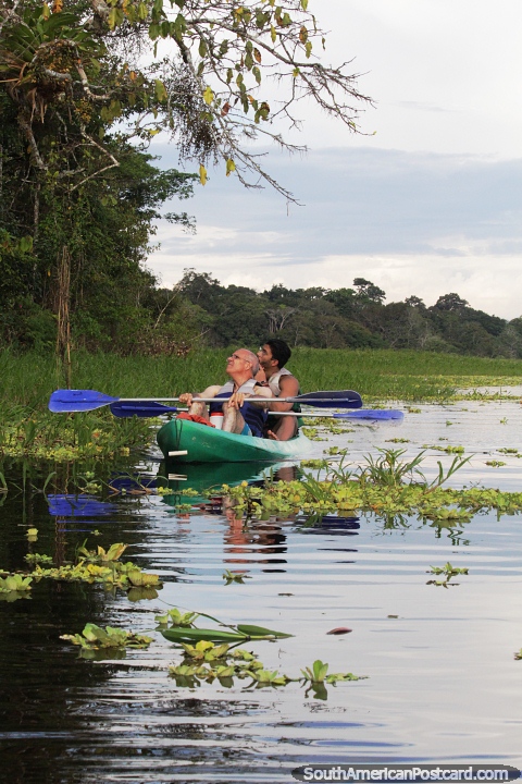 Busque aves y vida silvestre en los árboles en kayak en el lago Yahuarkaka, Leticia. (480x720px). Colombia, Sudamerica.