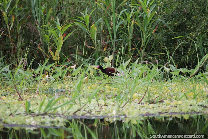 Ave comum vista nas zonas húmidas ao redor do Lago Yahuarkaka em Leticia. (720x480px). Colômbia, América do Sul.