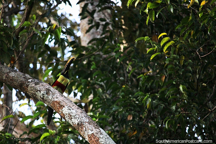 Fiery-billed Aracari up in a tree at Yahuarkaka Lake in Leticia. (720x480px). Colombia, South America.