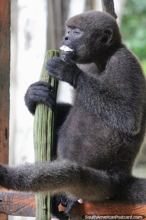 Lindo macaco da Amazônia na Fundação Maikuchiga em Mocagua perto de Leticia. (480x720px). Colômbia, América do Sul.