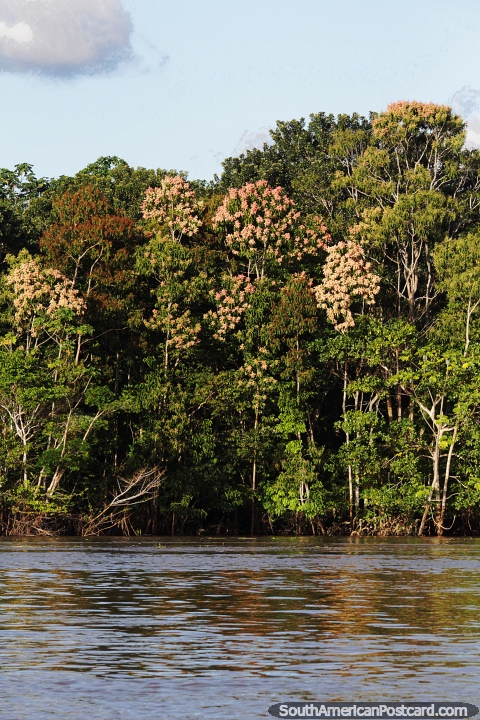 Floresta amaznica densa ao lado do rio em torno de Leticia. (480x720px). Colmbia, Amrica do Sul.