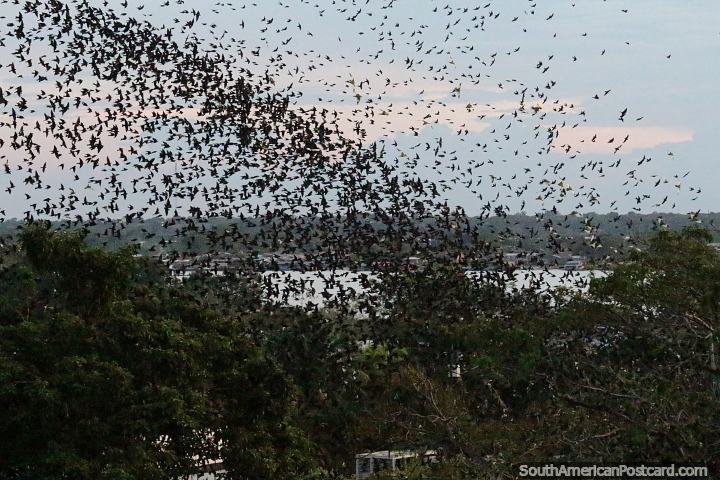At 5:30pm the parakeets swarm into Santander Park in Leticia, an amazing sight! (720x480px). Colombia, South America.