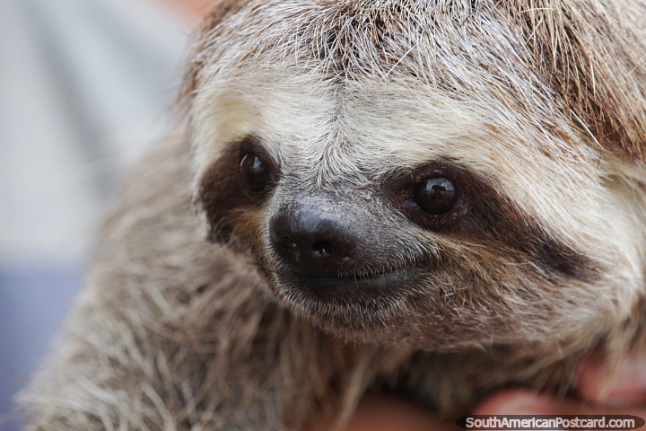 Cute baby sloth found in the Amazon in Leticia. (720x480px). Colombia, South America.
