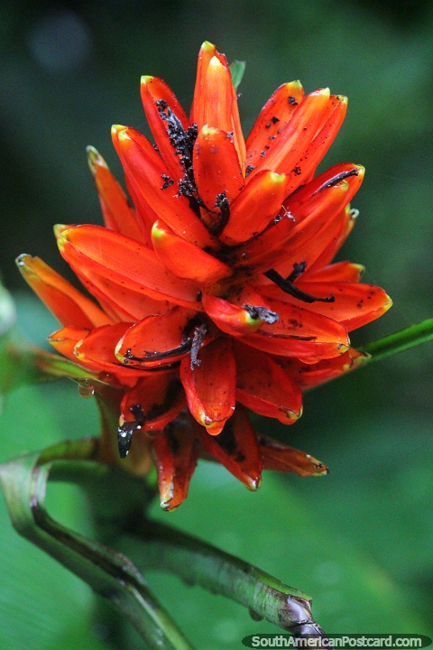 Planta y flor de pltano escarlata en el Amazonas. (480x720px). Colombia, Sudamerica.