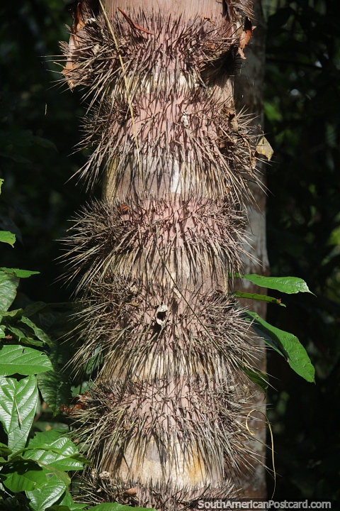 Tree in the Amazon with thin, sharp, dangerous spikes on the trunk. (480x720px). Colombia, South America.