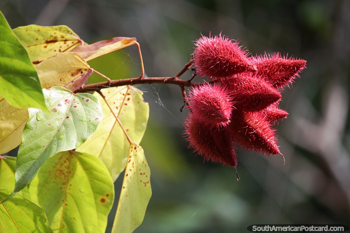 Achiote, a shrub or small tree, the fruit split open and contain seeds, Amazon. (720x480px). Colombia, South America.
