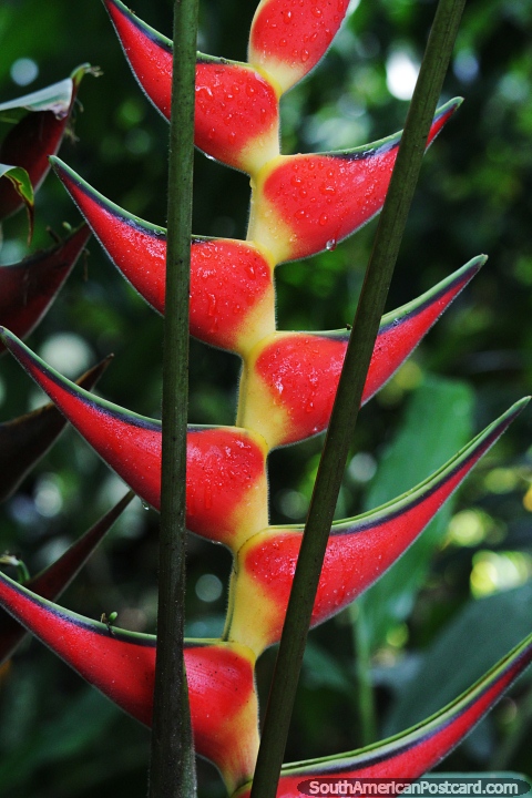 Heliconia, native to the tropical Americas and the Amazon. (480x720px). Colombia, South America.
