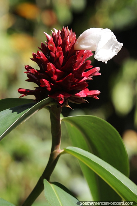 Spiral ginger family, red plant with white flower in the Amazon. (480x720px). Colombia, South America.