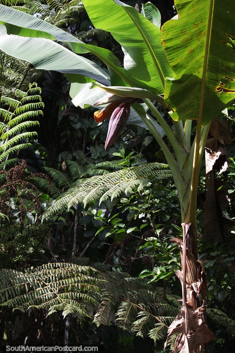 Planta de bananeira com grandes folhas verdes e bulbo roxo, a Amazônia. (480x720px). Colômbia, América do Sul.