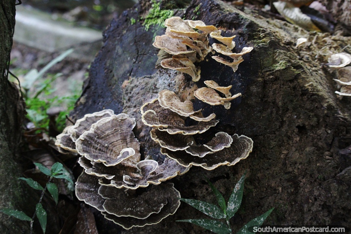 Fungus growing on a tree trunk in the Amazon. (720x480px). Colombia, South America.