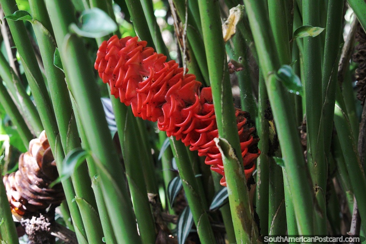 Jengibre amargo, rojo, planta extica comnmente vista en el Amazonas. (720x480px). Colombia, Sudamerica.