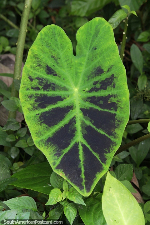 Large green leaf and plant on the jungle floor in the Amazon. (480x720px). Colombia, South America.