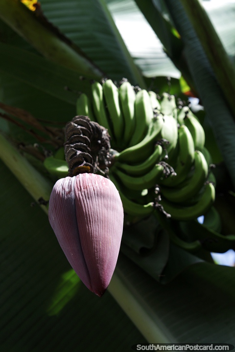 Bulbo roxo da bananeira, os frutos são sombreados pelas grandes folhas, a Amazônia. (480x720px). Colômbia, América do Sul.